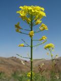 Sisymbrium loeselii. Соцветие с завязавшимися плодами. Южный Казахстан, Сырдарьинский Каратау, горы Улькунбурултау, ≈ 700 м н.у.м., влажное местообитание у солоноватого родника Карабастау. 1 сентября 2017 г.