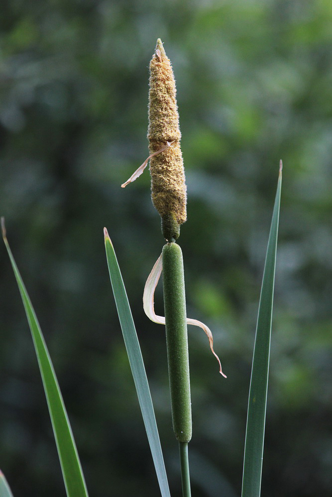 Изображение особи Typha latifolia.