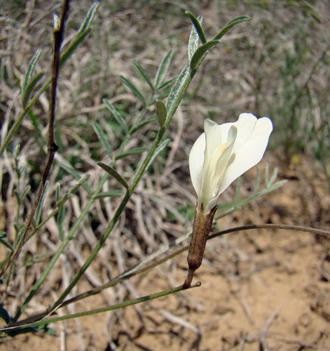 Image of Astragalus pseudotataricus specimen.