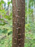 Betula pendula