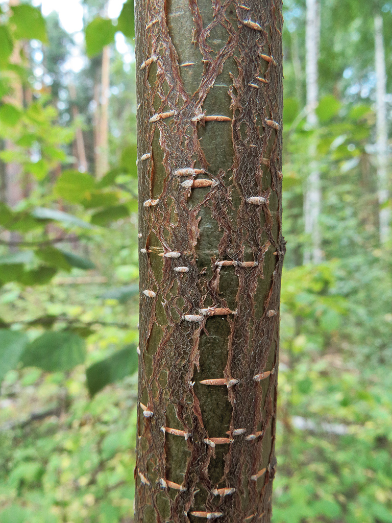 Изображение особи Betula pendula.