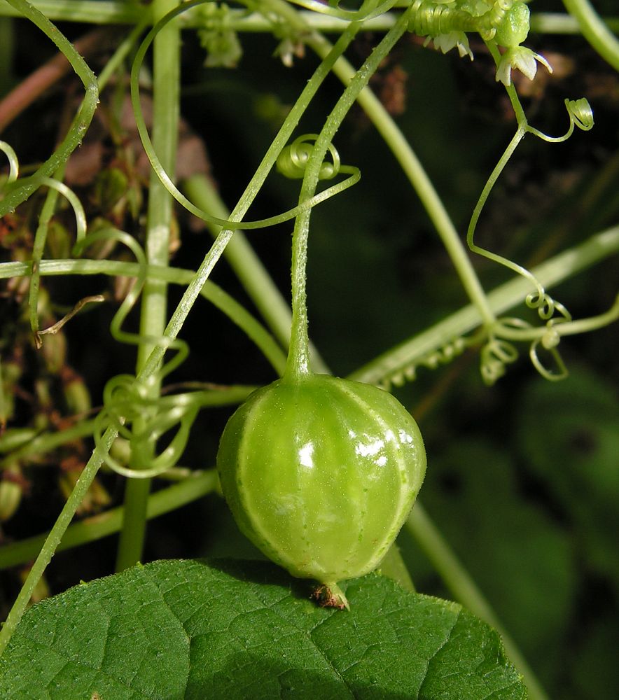 Image of Schizopepon bryoniifolius specimen.