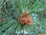 Pinus pallasiana