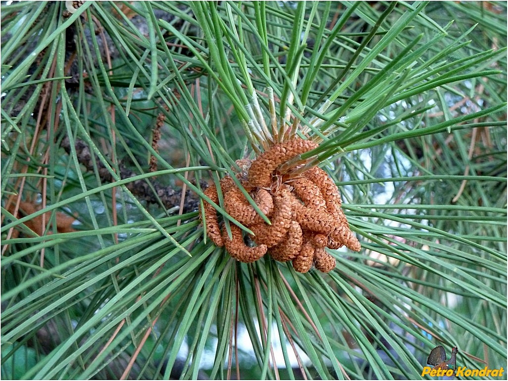 Image of Pinus pallasiana specimen.