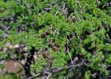 Larix sibirica