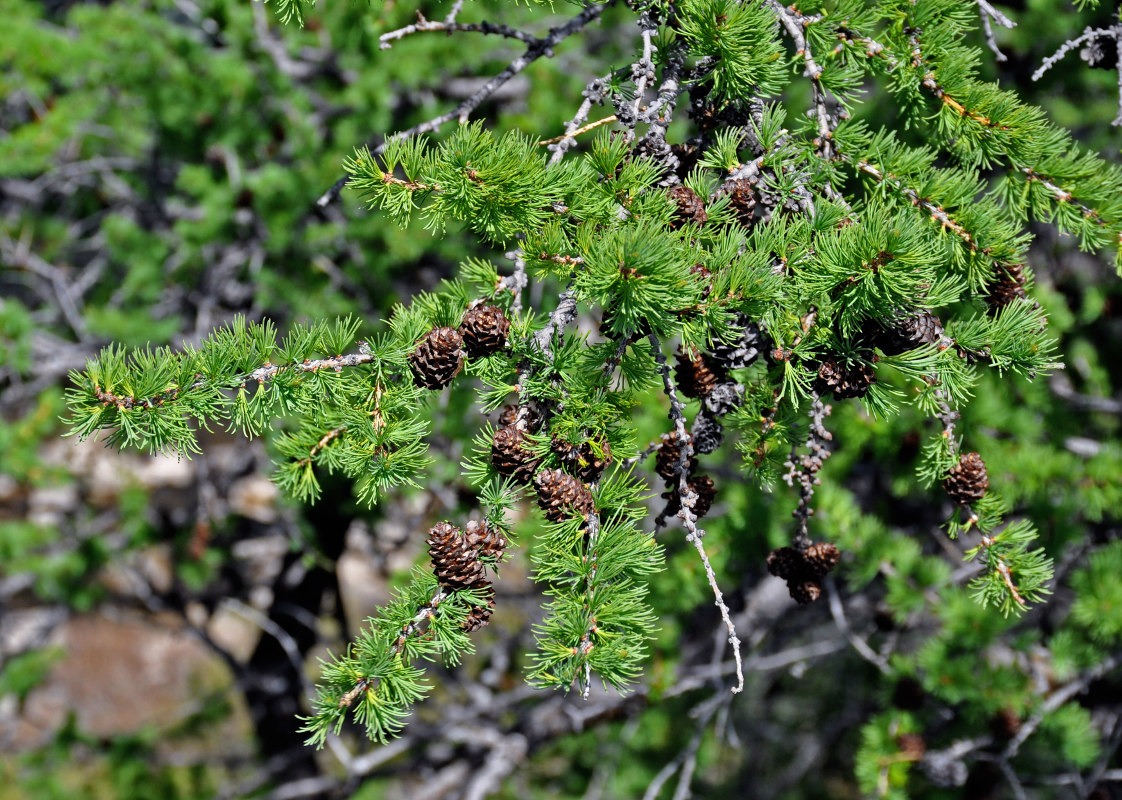 Image of Larix sibirica specimen.