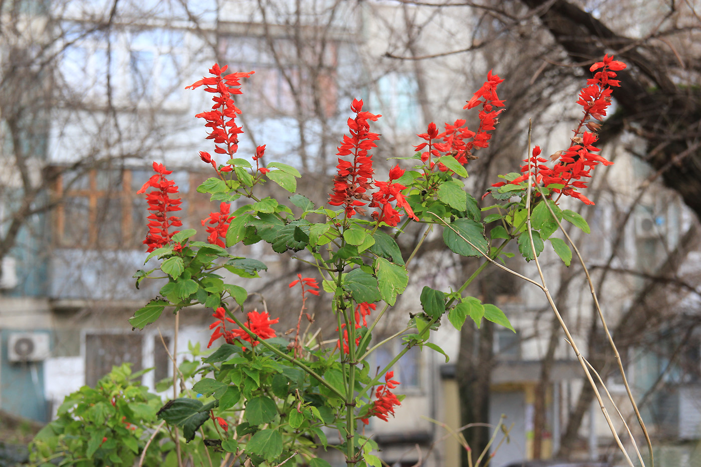 Image of Salvia splendens specimen.