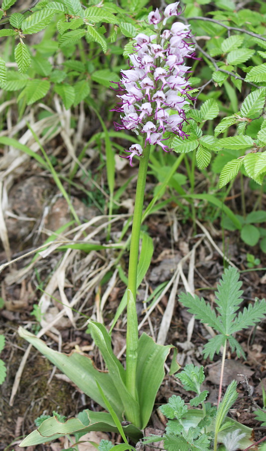 Image of Orchis simia specimen.