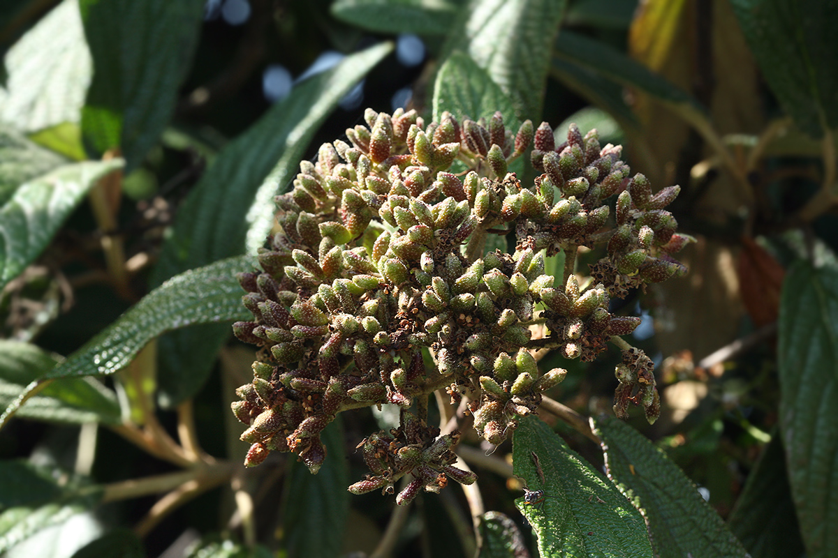 Image of Viburnum rhytidophyllum specimen.