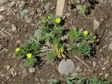 Potentilla tergemina