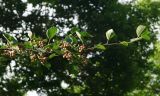 Amelanchier