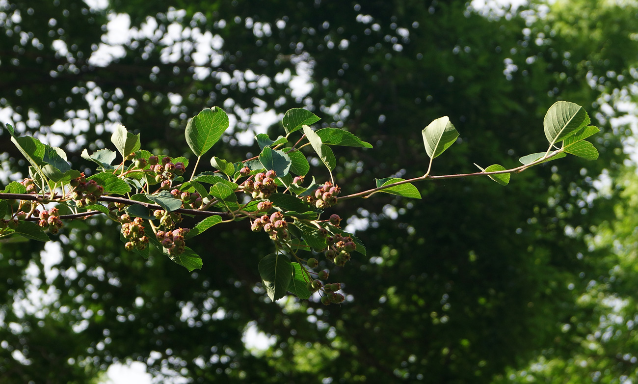 Изображение особи род Amelanchier.