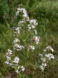 Galium boreale. Соцветие. Свердловская обл., окр. г. Североуральск, опушка сосново-елового леса. 19.07.2017.