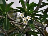 Plumeria obtusa