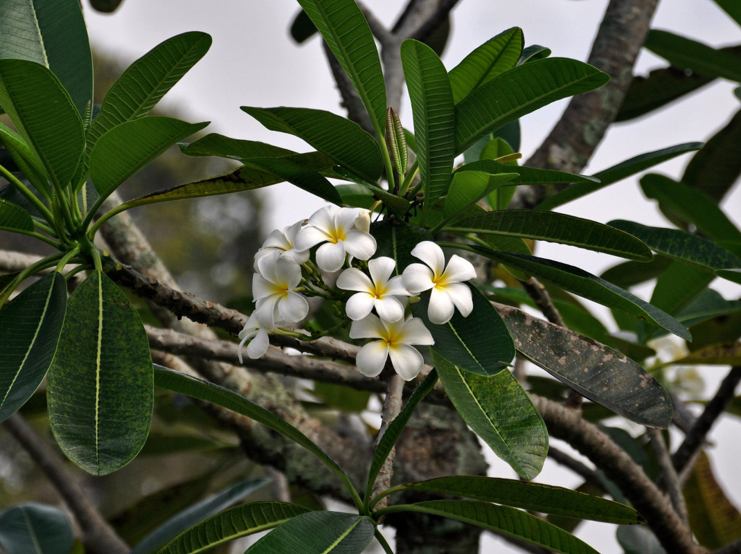 Изображение особи Plumeria obtusa.