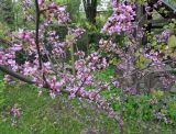 Cercis canadensis
