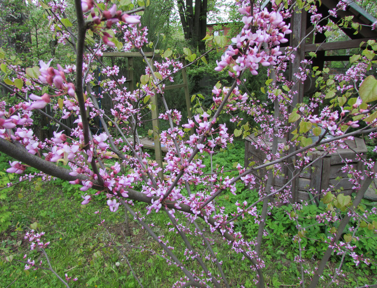 Изображение особи Cercis canadensis.