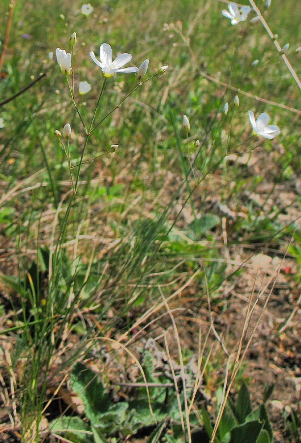 Image of Eremogone koriniana specimen.