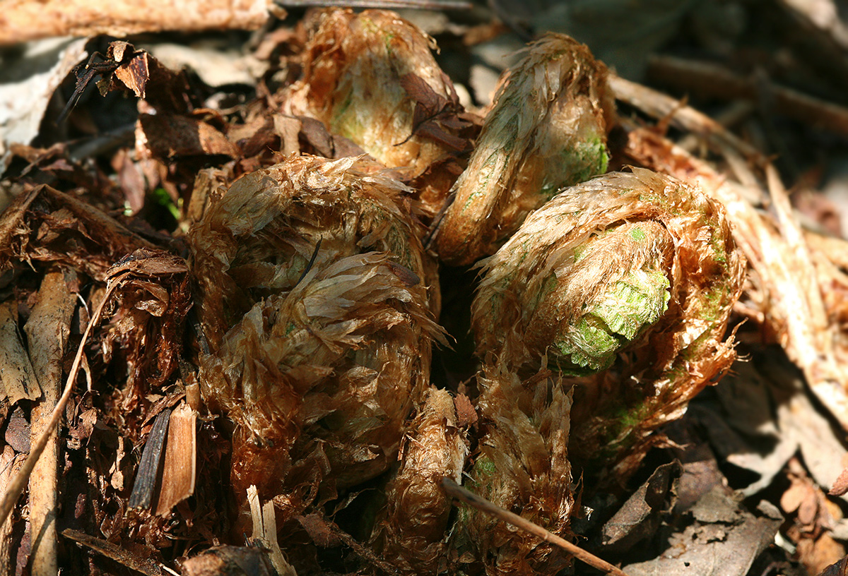 Изображение особи Dryopteris filix-mas.