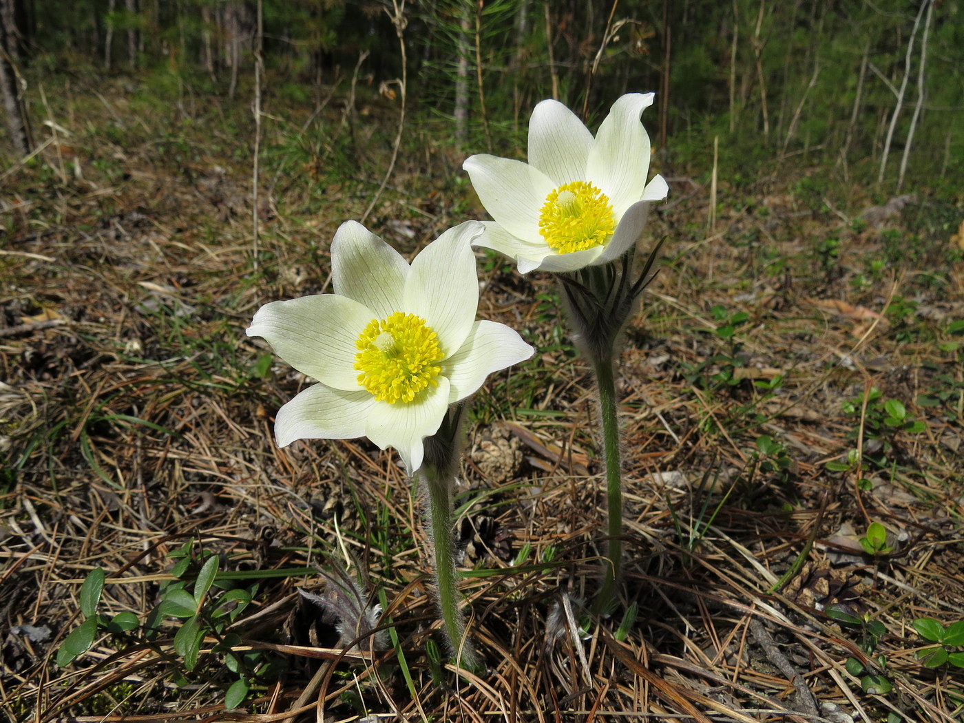 Image of Pulsatilla orientali-sibirica specimen.