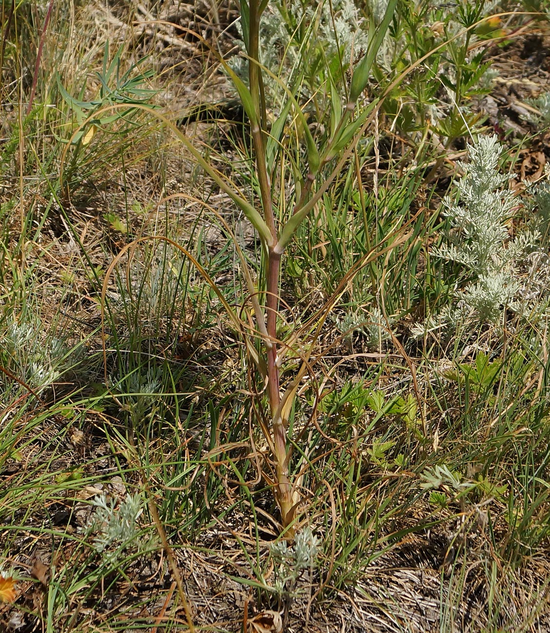 Изображение особи Tragopogon capitatus.