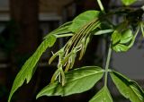 Acer negundo