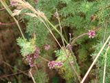 genus Cuscuta