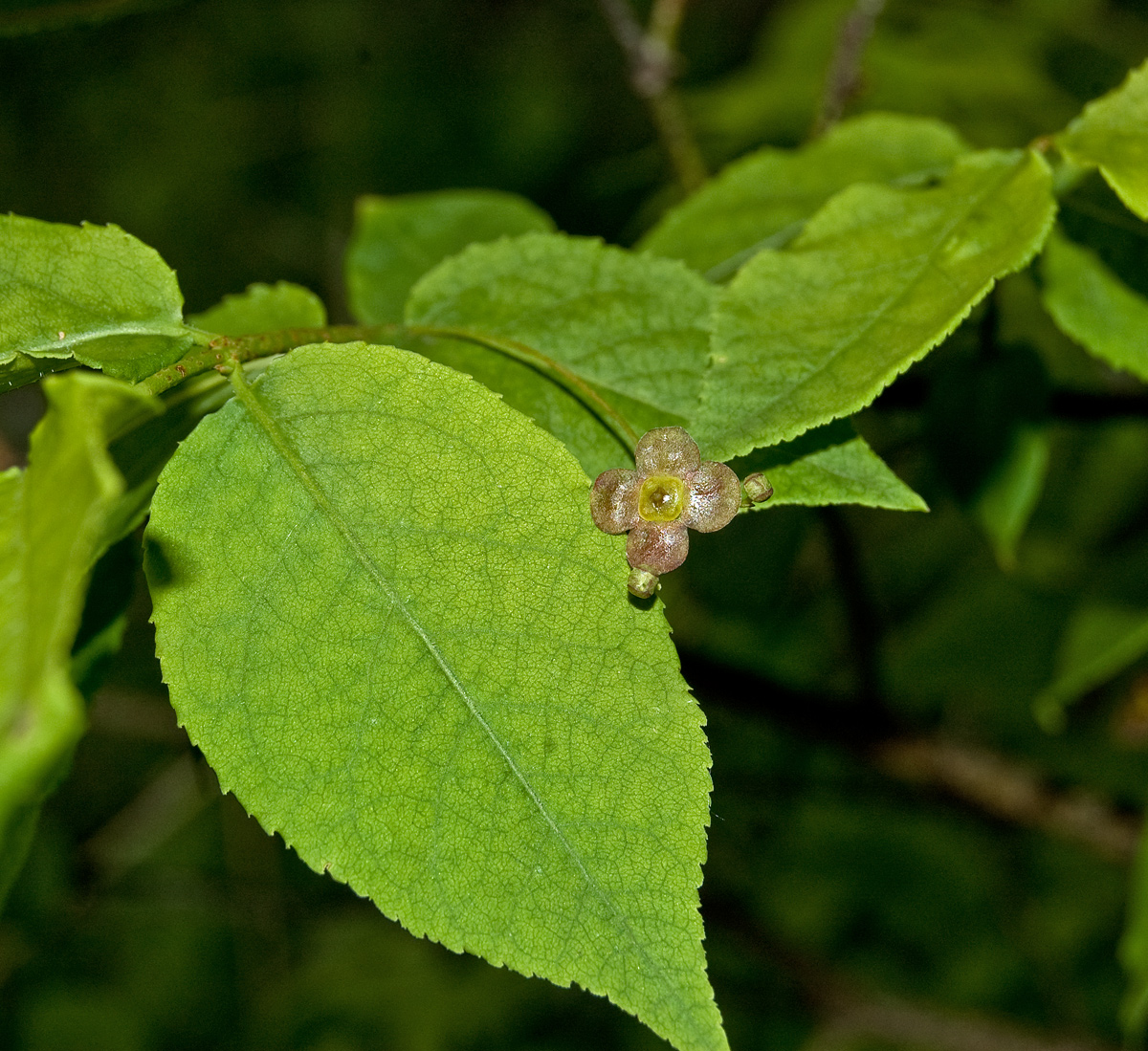 Изображение особи Euonymus verrucosus.