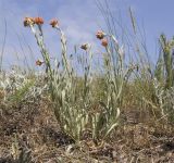 Helichrysum arenarium. Цветущие растения. Крым, Керченский п-ов, мыс Казантип, петрофитная степь на приморском склоне. 26.05.2018.