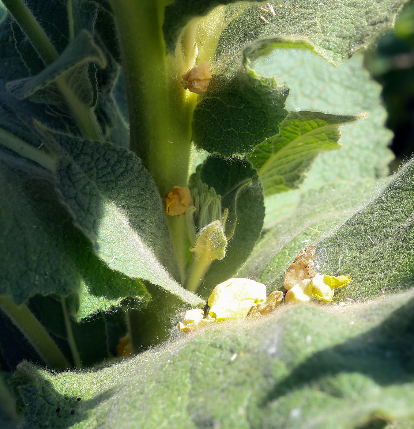 Изображение особи Verbascum phlomoides.