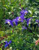 Aquilegia jucunda