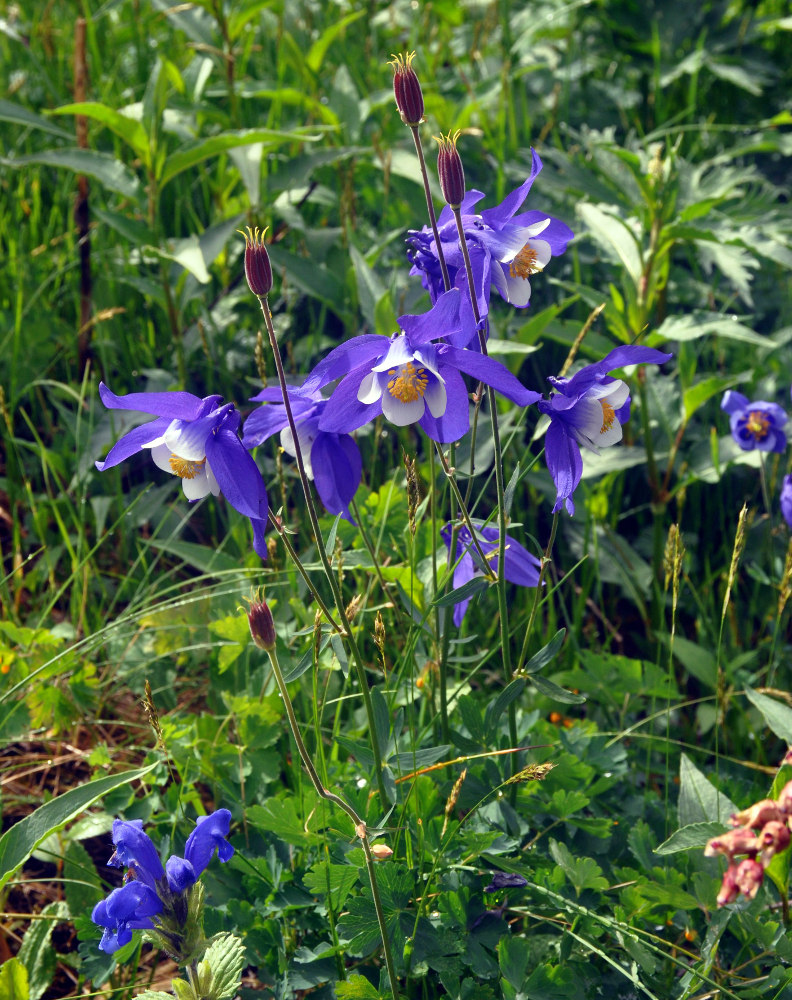 Изображение особи Aquilegia jucunda.