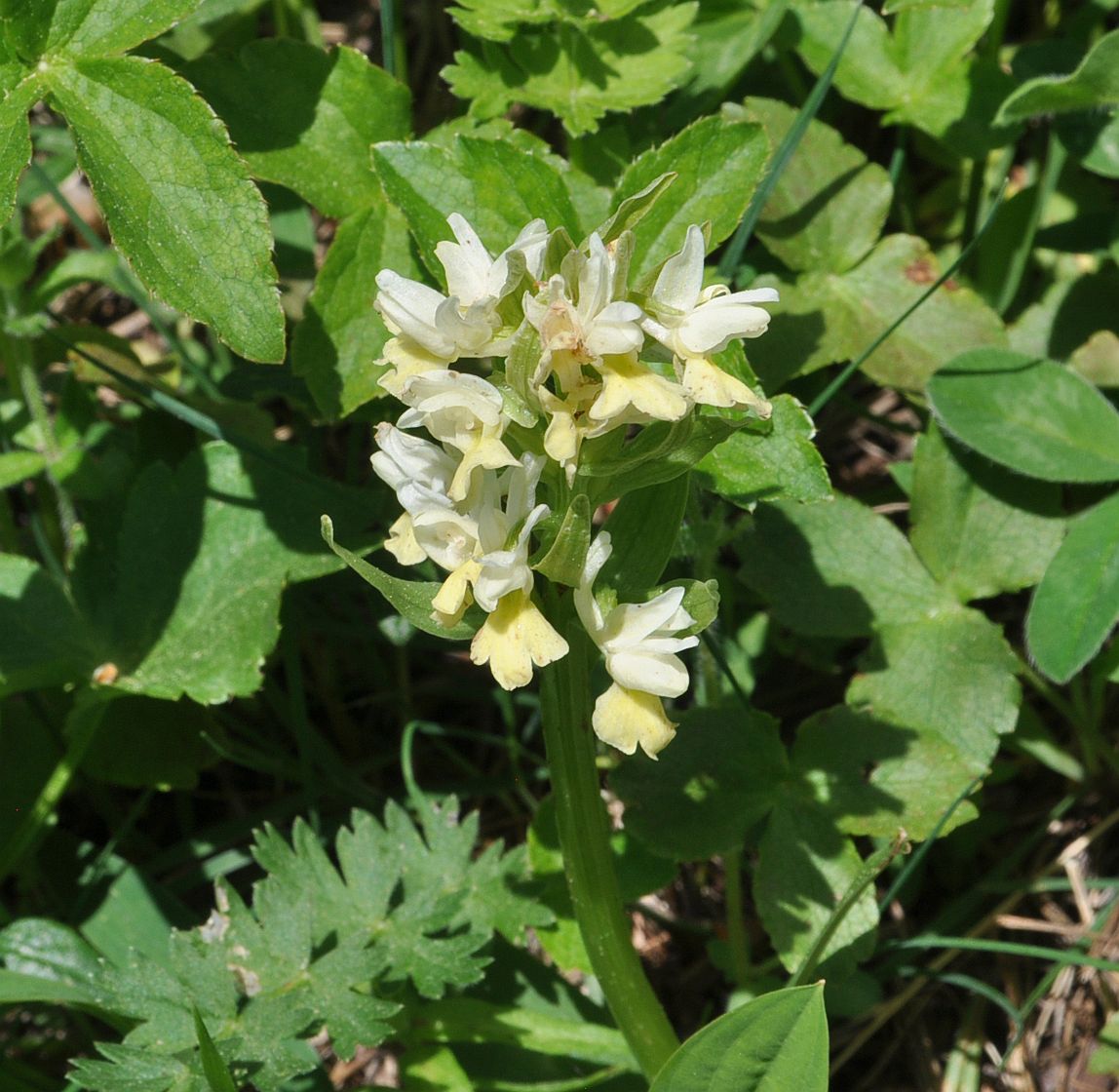 Изображение особи Dactylorhiza romana ssp. georgica.