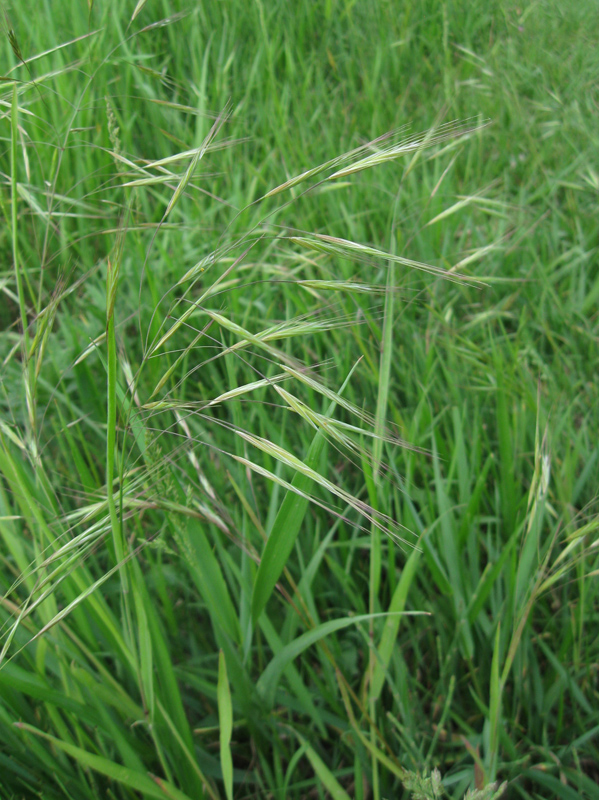 Изображение особи Anisantha sterilis.