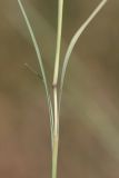 Bothriochloa ischaemum