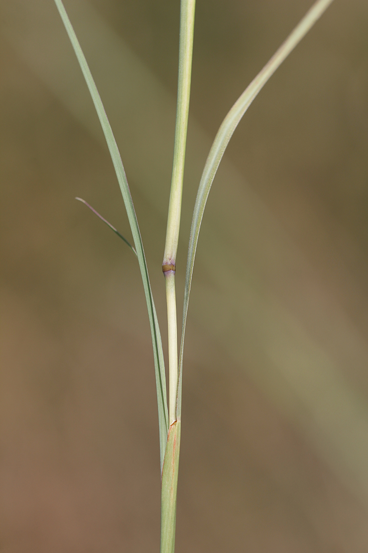 Image of Bothriochloa ischaemum specimen.