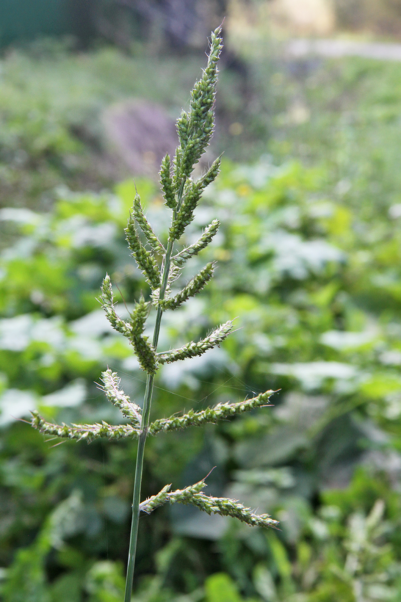 Изображение особи Echinochloa crus-galli.