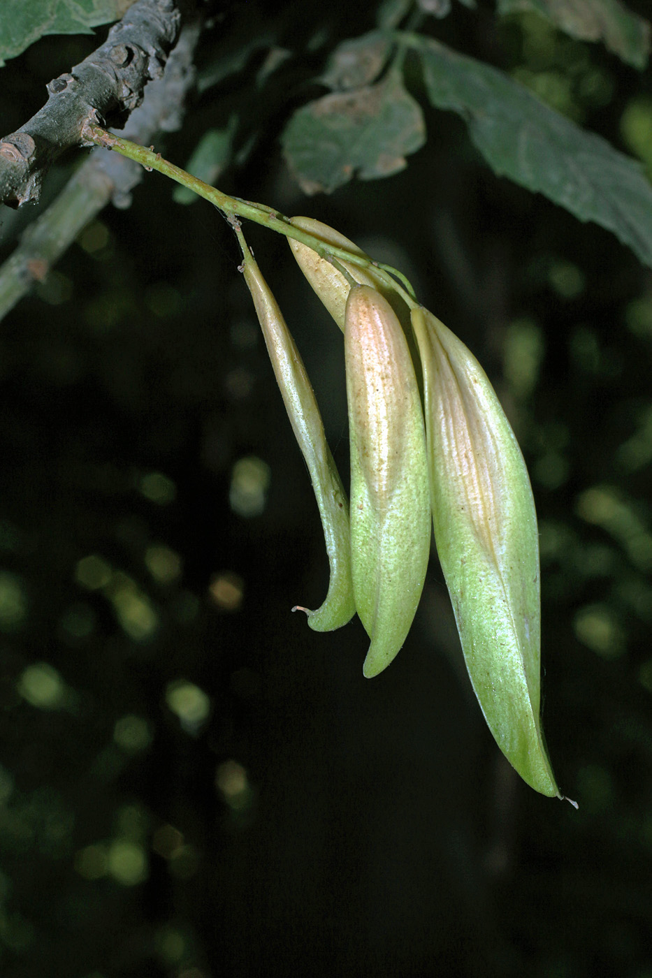 Изображение особи Fraxinus sogdiana.