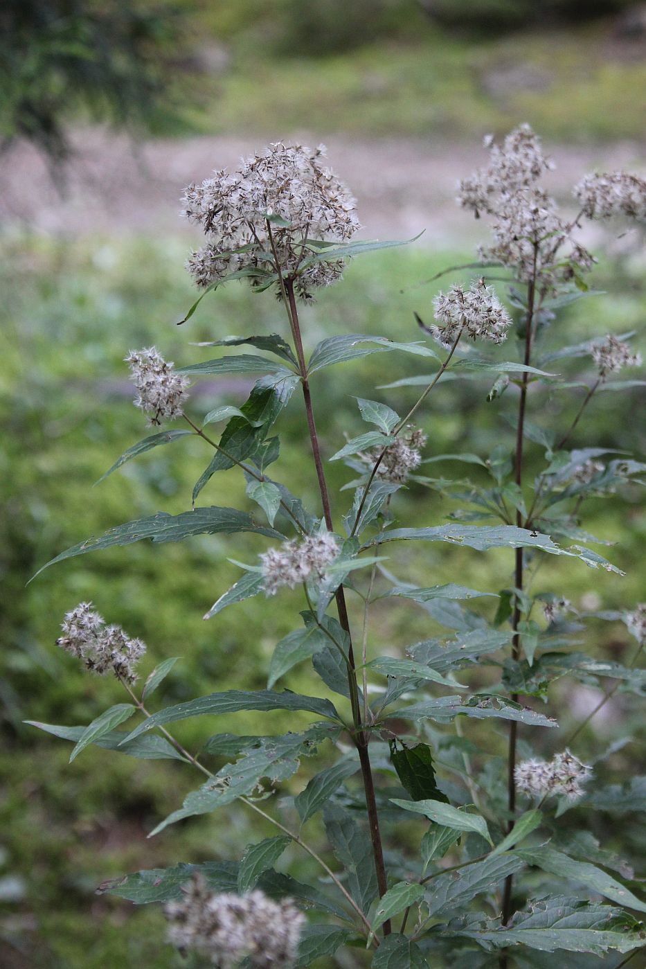 Image of Eupatorium cannabinum specimen.