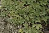 Potentilla acaulis