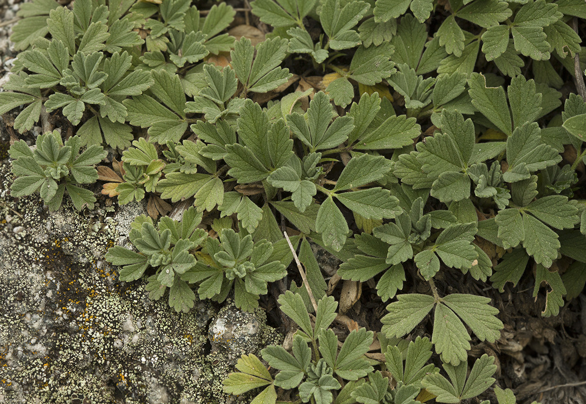 Image of Potentilla acaulis specimen.