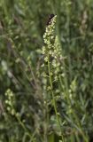 Reseda lutea