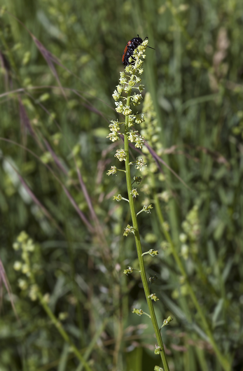 Изображение особи Reseda lutea.