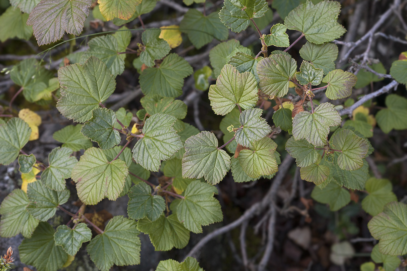 Изображение особи Ribes graveolens.