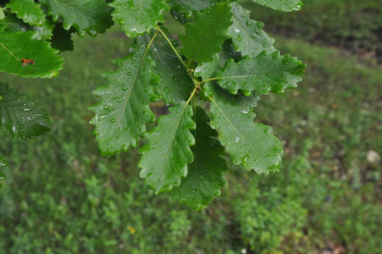 Image of Quercus iberica specimen.