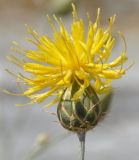 Centaurea salonitana