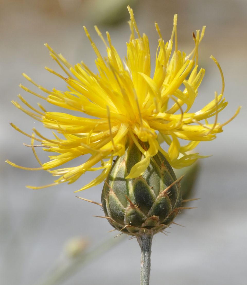 Image of Centaurea salonitana specimen.