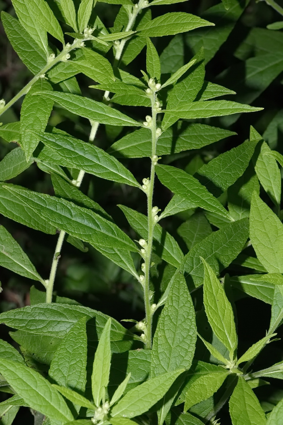Изображение особи Carpesium abrotanoides.