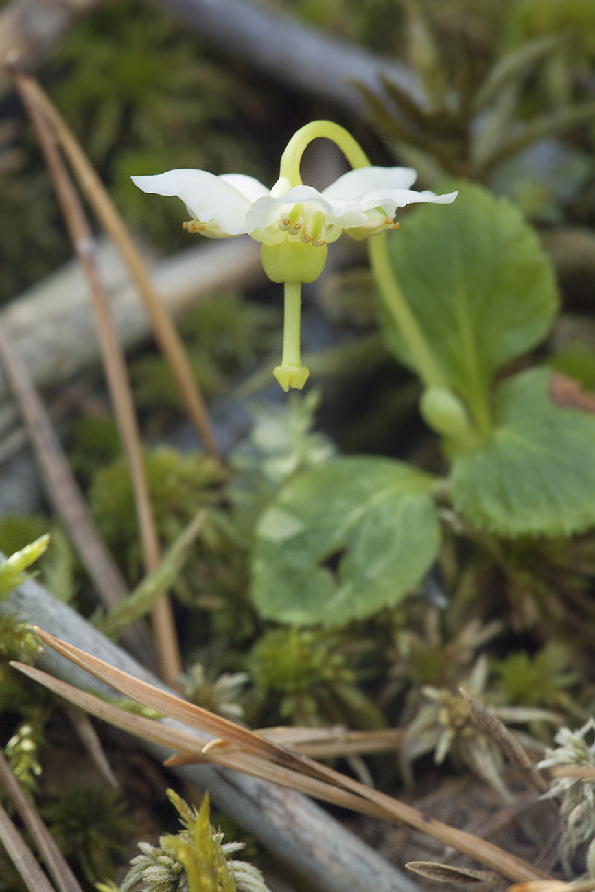 Image of Moneses uniflora specimen.