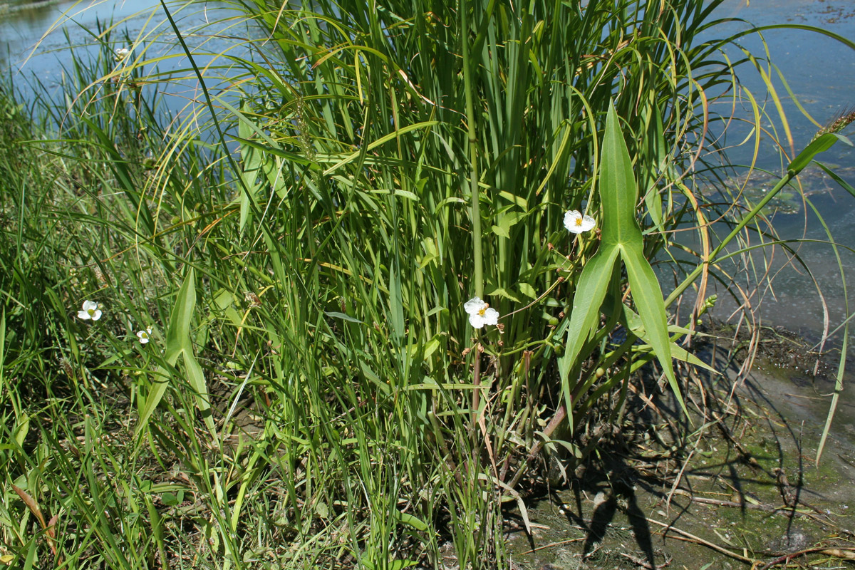 Image of Sagittaria sagittifolia specimen.